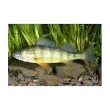 Image result for Perca flavescens