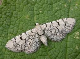 Attēlu rezultāti vaicājumam “Eupithecia venosata”