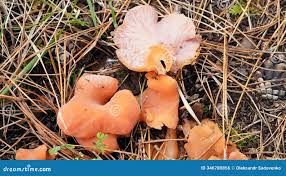 Attēlu rezultāti vaicājumam “Tremiscus helvelloides”