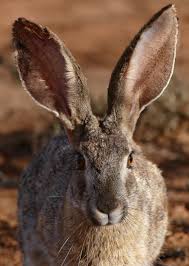 Attēlu rezultāti vaicājumam “Lepus sp.”