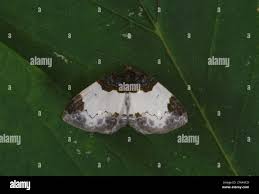 Attēlu rezultāti vaicājumam “Mesoleuca albicillata”