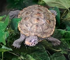 Image result for Malaclemys terrapin