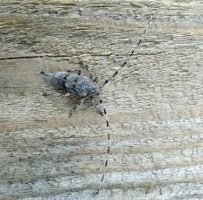 Attēlu rezultāti vaicājumam “Acanthocinus aedilis”