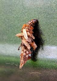 Attēlu rezultāti vaicājumam “Proutia betulina larva”