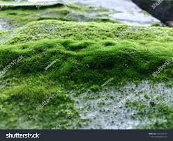 Attēlu rezultāti vaicājumam “Chlorophyta”