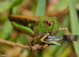 Attēlu rezultāti vaicājumam “Acrididae”