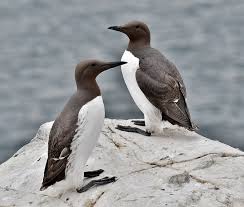 Image result for Uria aalge