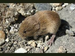 Attēlu rezultāti vaicājumam “Myodes glareolus”