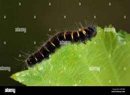 Attēlu rezultāti vaicājumam “Macrothylacia rubi larva”