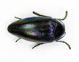 Attēlu rezultāti vaicājumam “Buprestidae”