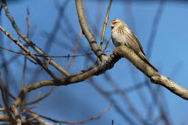Attēlu rezultāti vaicājumam “Carduelis flammea female”
