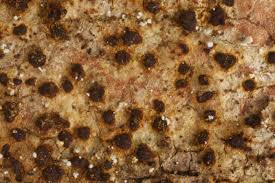 Attēlu rezultāti vaicājumam “Arthonia vinosa”