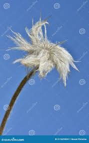 Attēlu rezultāti vaicājumam “Pulsatilla patens fruit”