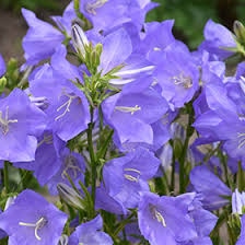 Image result for Campanula persicifolia