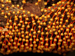 Attēlu rezultāti vaicājumam “Physarum psittacinum stalked”