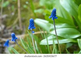 Attēlu rezultāti vaicājumam “Muscari botryoides flower”