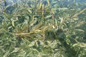 Attēlu rezultāti vaicājumam “Potamogeton lucens leaf”