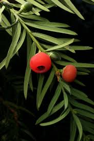 Attēlu rezultāti vaicājumam “Taxus baccata fruit”