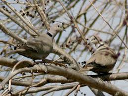 Attēlu rezultāti vaicājumam “Streptopelia decaocto”
