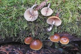 Attēlu rezultāti vaicājumam “Galerina marginata”