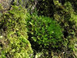 Attēlu rezultāti vaicājumam “Bryum moravicum”
