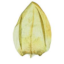 Attēlu rezultāti vaicājumam “Drepanocladus trifarius”