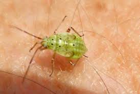 Attēlu rezultāti vaicājumam “Lygus nymph”