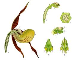 Attēlu rezultāti vaicājumam “Cypripedium calceolus flower”