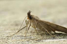 Attēlu rezultāti vaicājumam “Hypena proboscidalis”