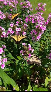 Image result for Phlox paniculata `Bright Eyes`