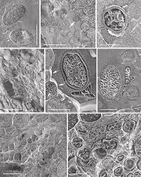 Attēlu rezultāti vaicājumam “Pellia epiphylla sporophyte”