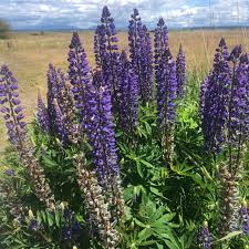 Attēlu rezultāti vaicājumam “Lupinus polyphyllus flower”