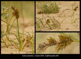 Attēlu rezultāti vaicājumam “Carex arenaria”