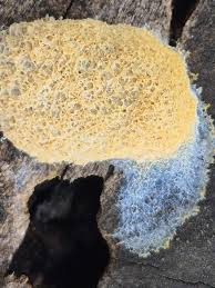 Attēlu rezultāti vaicājumam “Cribraria ferruginea spores”