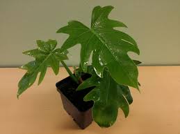 Attēlu rezultāti vaicājumam “Diderma radiatum”