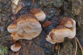 Attēlu rezultāti vaicājumam “Ischnoderma benzoinum”