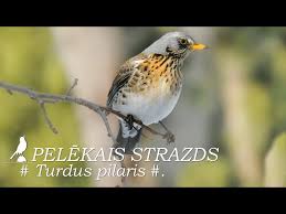 Attēlu rezultāti vaicājumam “Turdus pilaris adult”