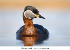 Attēlu rezultāti vaicājumam “Podiceps grisegena adult”