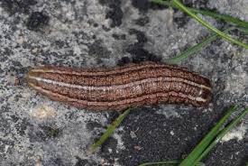 Attēlu rezultāti vaicājumam “Tholera cespitis”