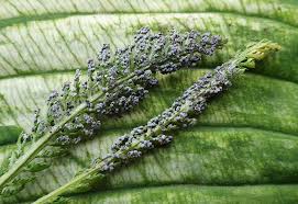 Attēlu rezultāti vaicājumam “Claustria didermoides macro”