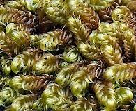 Attēlu rezultāti vaicājumam “Serpoleskea confervoides”