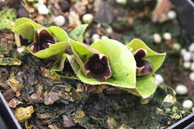 Attēlu rezultāti vaicājumam “Asarum europaeum flower”