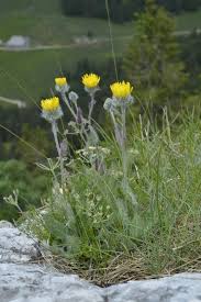Attēlu rezultāti vaicājumam “Hieracium”