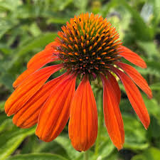 Image result for Echinacea Lustre hybrids