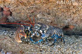 Image result for Homarus gammarus