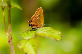 Attēlu rezultāti vaicājumam “Satyrium pruni”