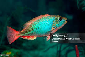 Image result for Sparisoma aurofrenatum