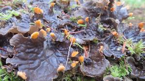 Attēlu rezultāti vaicājumam “Peltigera polydactylon”