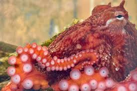 Image result for Octopushy (Croydon Area)