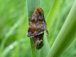 Attēlu rezultāti vaicājumam “Panemeria tenebrata”